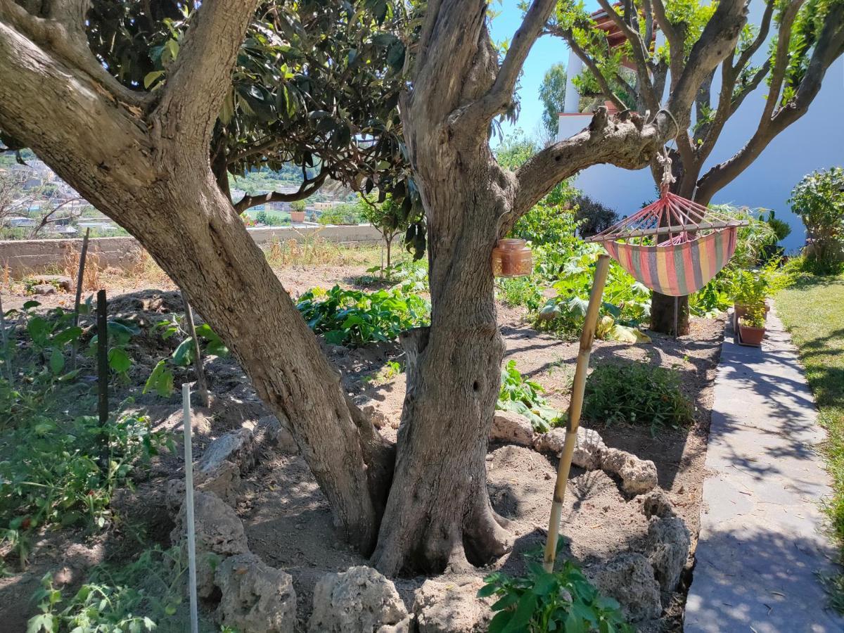 Il Giardino Διαμέρισμα Barano dʼIschia Εξωτερικό φωτογραφία
